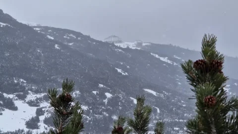 Cones on branches of coniferous evergreen plants in the middle of a mountainous Stock Footage 326006265