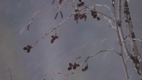 Cones on the branches during snowfall. Siberia. Stock Footage 269227782