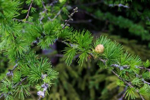 Cones on the branches of larch close-up. 写真素材