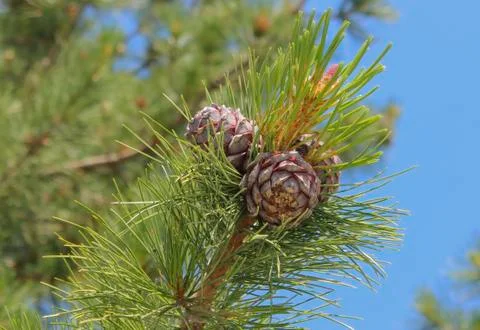 Cones of cedar 스톡 사진