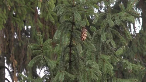 Cones on the Christmas tree overall plan 库存影片 83395262