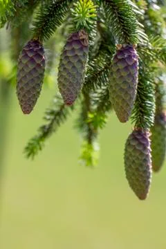 Cones on the Christmas tree Stock Photos
