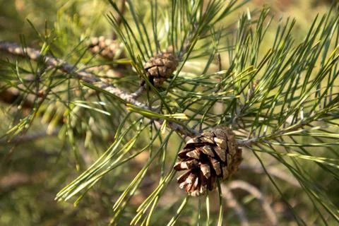 Cones close up. Green needles. Spring pine tree. Stock Photos
