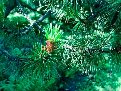 Cones on a coniferous tree Stock-Fotos