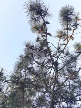 Cones on a coniferous tree in the town of Argentina Stock Photos