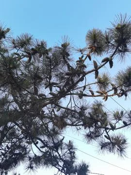 Cones on a coniferous tree in the town of Mar Azul, Argentina Stock Photos