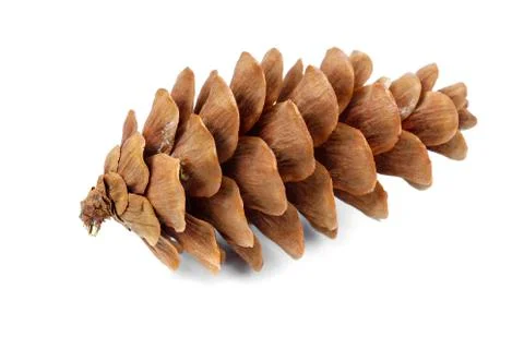 Cones of coniferous trees Stock Photos