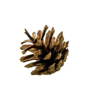 Cones of coniferous trees Stock Photos