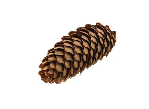 Cones of coniferous trees Stock Photos