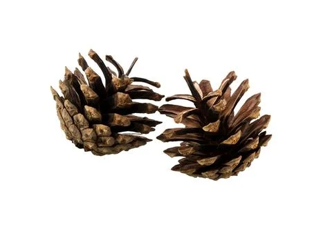 Cones of coniferous trees Stock Photos