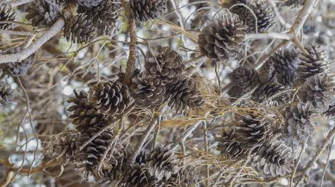 Cones on dried pine tree branches. Stock Photos