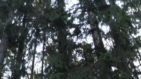 Cones fall from the trees Stock-Footage 129109730