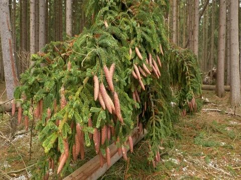Cones on the fallen spruce Stock Footage 83623186