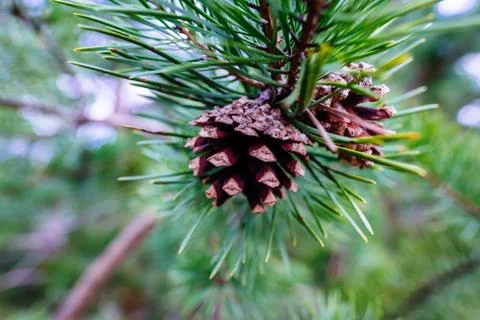 Cones in the forest close up	 Stock Photos
