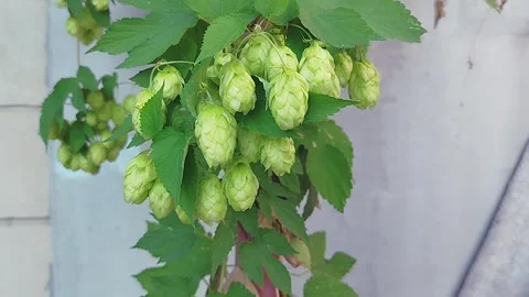 Cones of fragrant hops ripen on a branch. Hop cones grow on a plantation. Stock Footage 317027880
