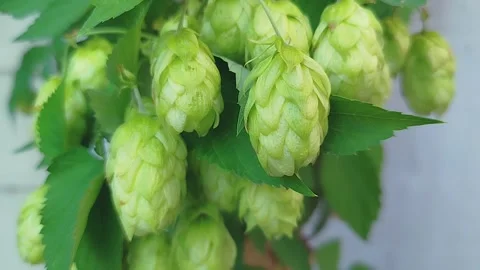 Cones of fragrant hops ripen on a branch. Hop cones grow on a plantation. Stock Footage 317028490