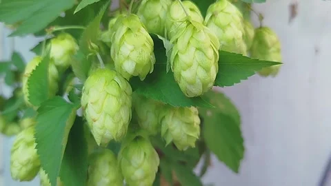 Cones of fragrant hops ripen on a branch. Hop cones grow on a plantation. Stock Footage 317040673