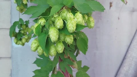 Cones of fragrant hops ripen on a branch. Hop cones grow on a plantation. Stock Footage 317040692