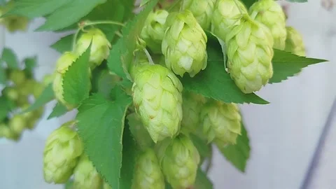 Cones of fragrant hops ripen on a branch. Hop cones grow on a plantation. Stock Footage 317040722