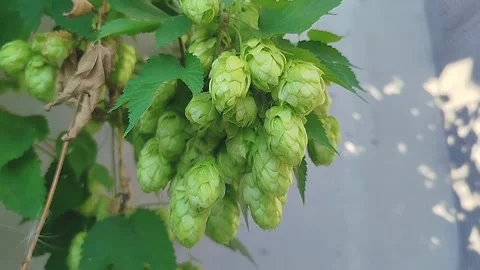 Cones of fragrant hops ripen on a branch. Hop cones grow on a plantation. Stock Footage 317040806