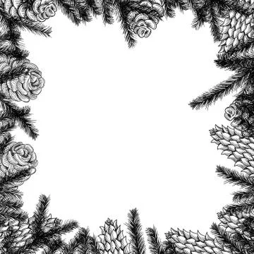 Cones frame and pine and spruce tree branches. Vector sketch hand drawn Stock Illustration