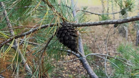 Cones on a green fir tree in the forest 库存影片 306172155