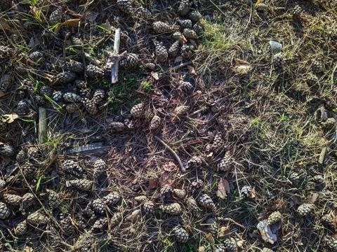 Cones on the ground in the forest top view Foto stock
