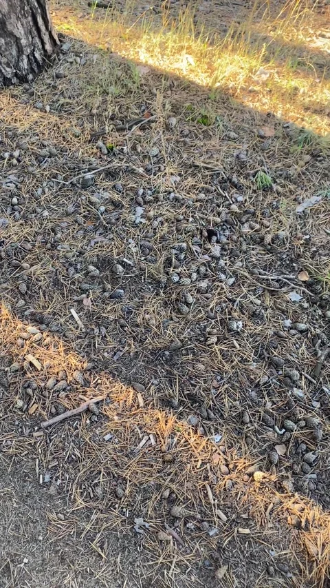 Cones on the ground in the forest. Vertical video Stock Footage 287943387