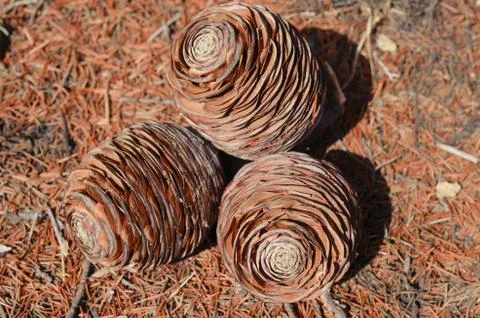 Cones on the ground Stock Photos