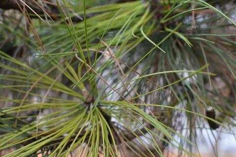 Cones on the ground Фото