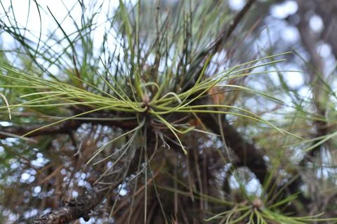Cones on the ground Фото