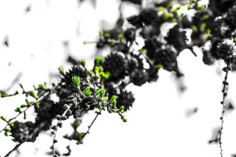Cones growing on tree twig Foto stock
