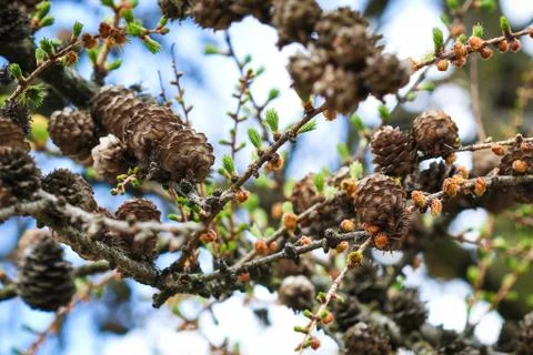 Cones growing on tree twig Stock Photos