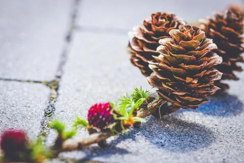 Cones growing on tree twig 스톡 사진