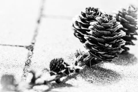 Cones growing on tree twig Stock Photos
