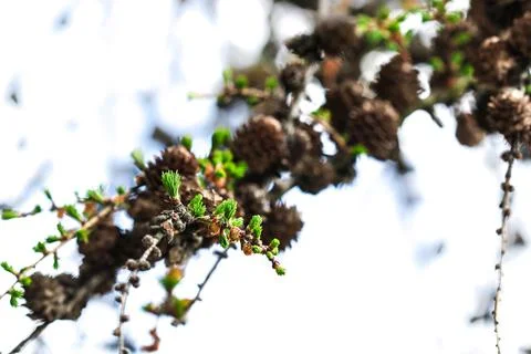 Cones growing on tree twig Stock Photos