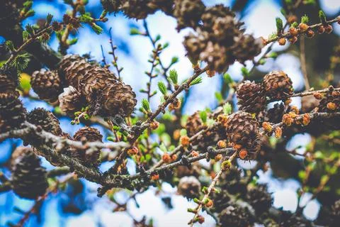Cones growing on tree twig Stock Photos