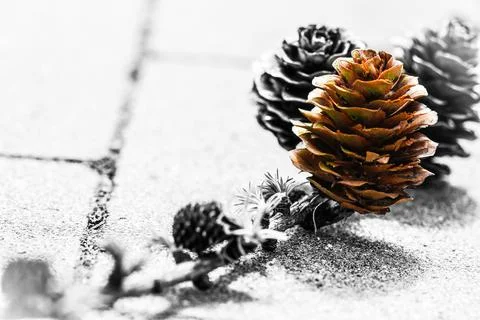 Cones growing on tree twig Stock Photos