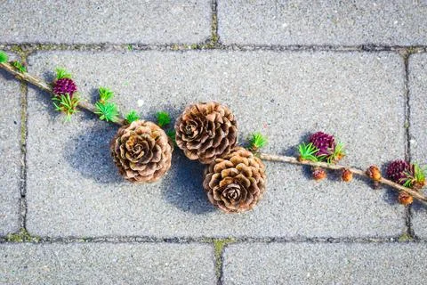 Cones growing on tree twig Stock Photos