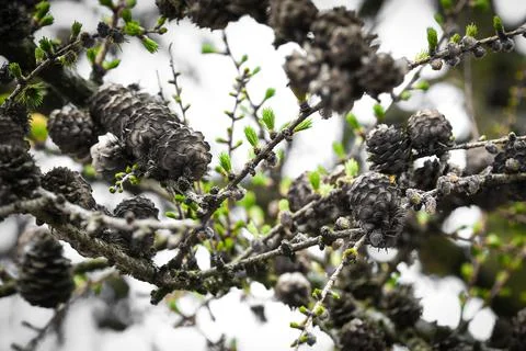 Cones growing on tree twig Stock Photos