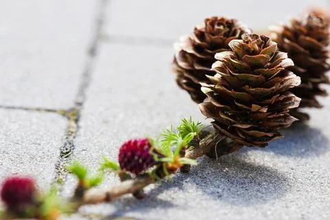 Cones growing on tree twig Stock Photos