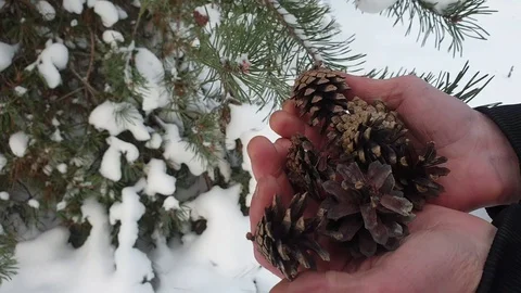 Cones in the hands of man. Man holds cones in his hands. Stock Footage 101393135