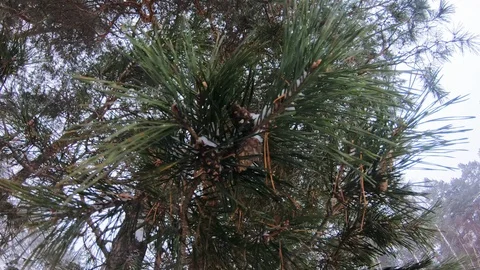 Cones hang on a tree. Close-up. Beautiful winter forest, it is snowing. Stock Footage 117373399