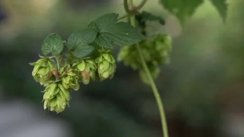 Cones of hops are swinging in the wind. Stock Footage 80051422