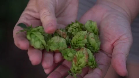 Cones of hops in female hands Stock Footage 80051442
