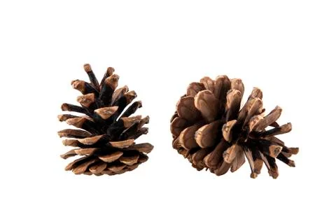 Cones isolated on white background Stock Photos