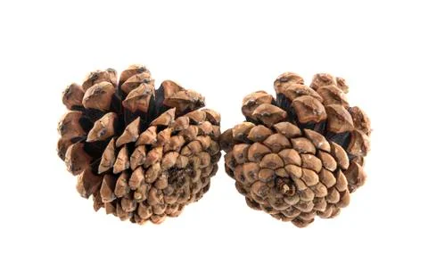 Cones isolated on white background Stock-Fotos