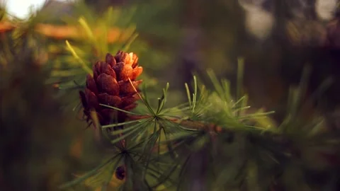 Cones on larch branches in the rays of the setting sun Stock Footage 161821246