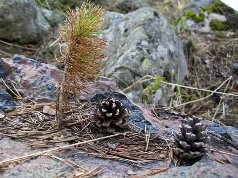 Cones laying on the ground Stock Photos