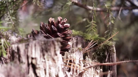 Cones lie on a stump in the forest. Stock Footage 153084672